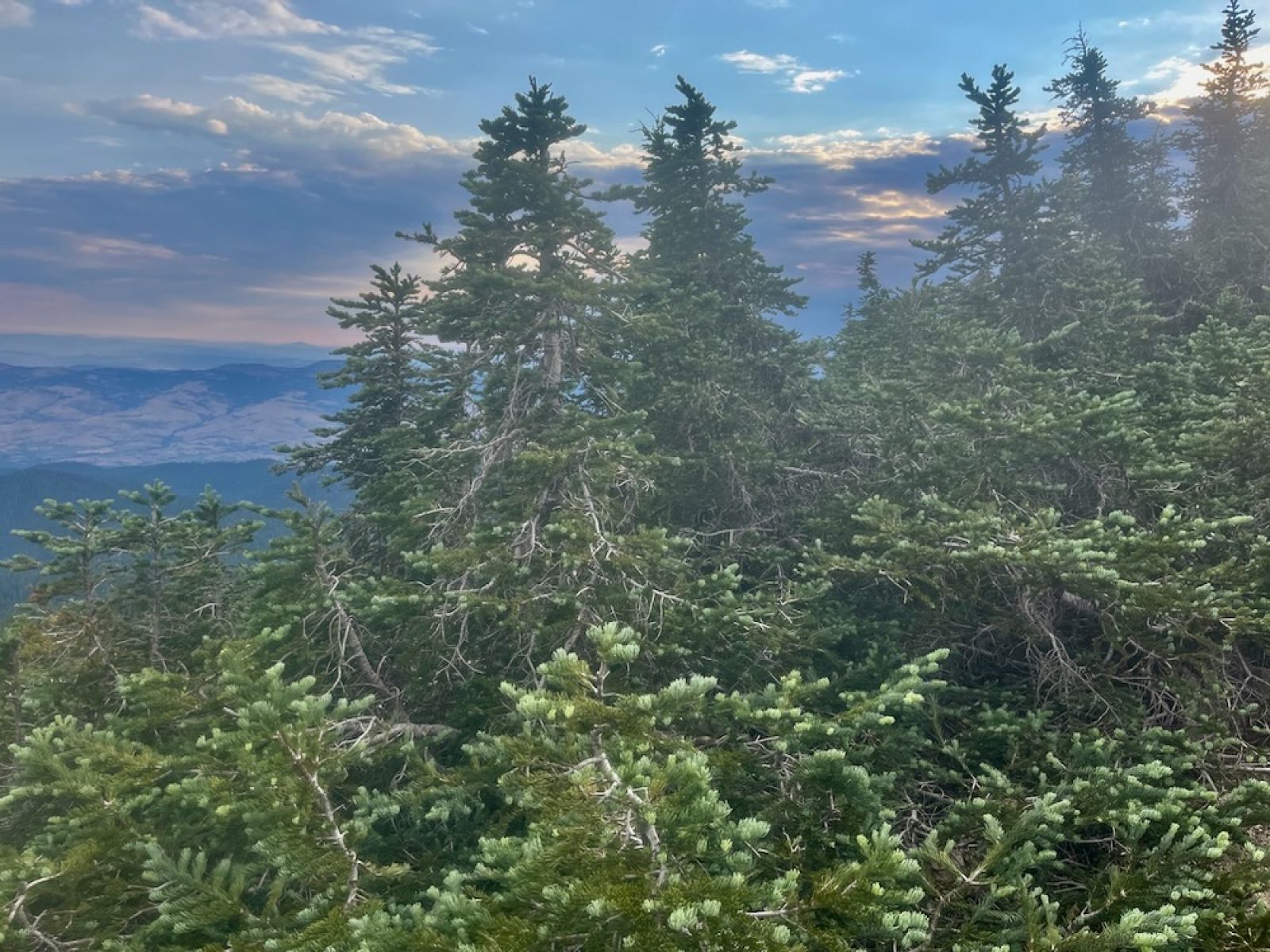 Death By A Thousand Cuts: The Destruction of Subalpine Fir and the Continued Impact of Ski Resort Development on Mt. Ashland