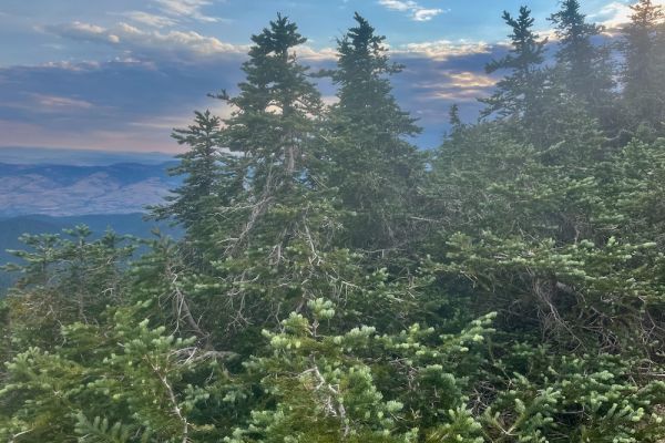 Death By A Thousand Cuts: The Destruction of Subalpine Fir and the Continued Impact of Ski Resort Development on Mt. Ashland
