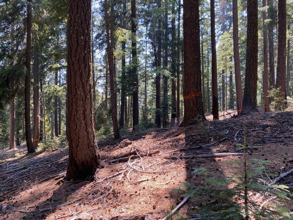 Bear Country Timber Sale